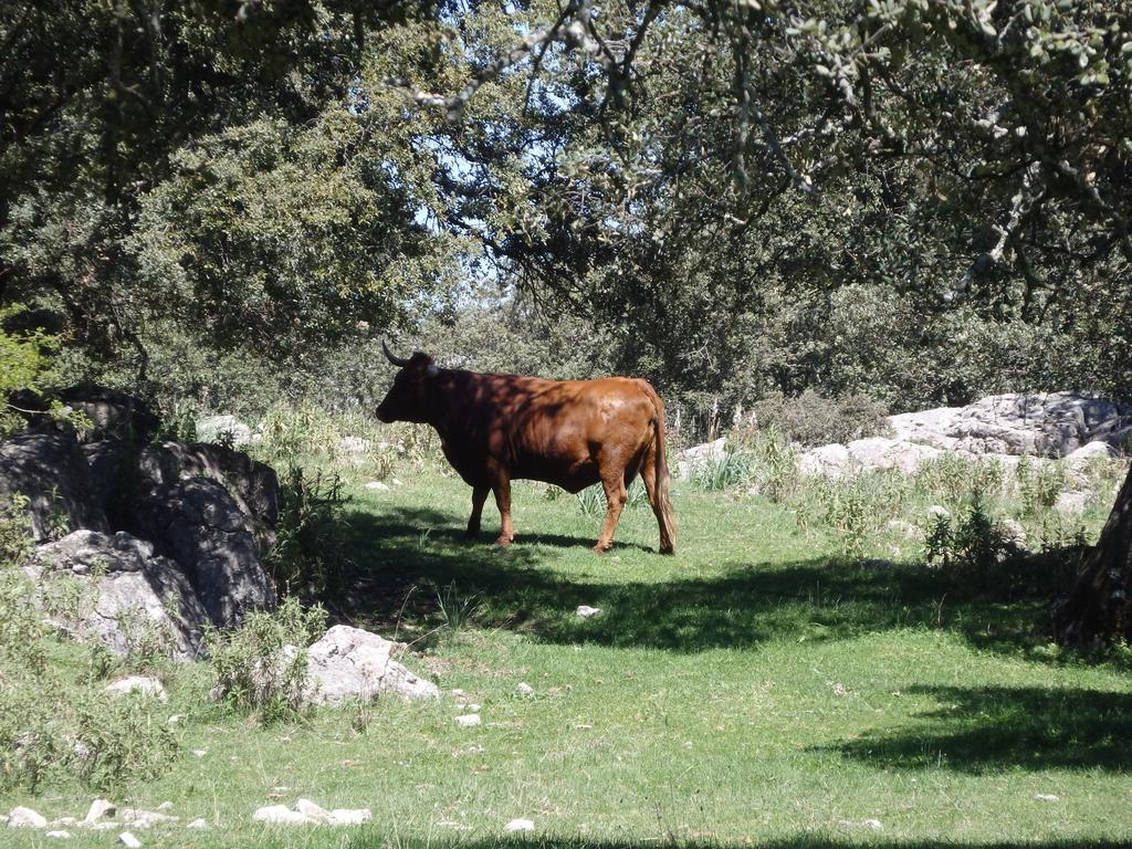 Posada Del Fresno Hotell Montejaque Eksteriør bilde